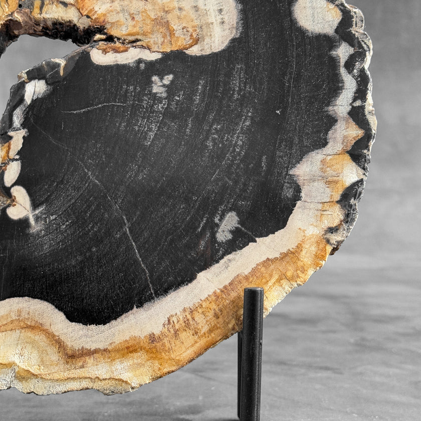 Stunning Petrified Wood Slice on Stand | PetW,A/002