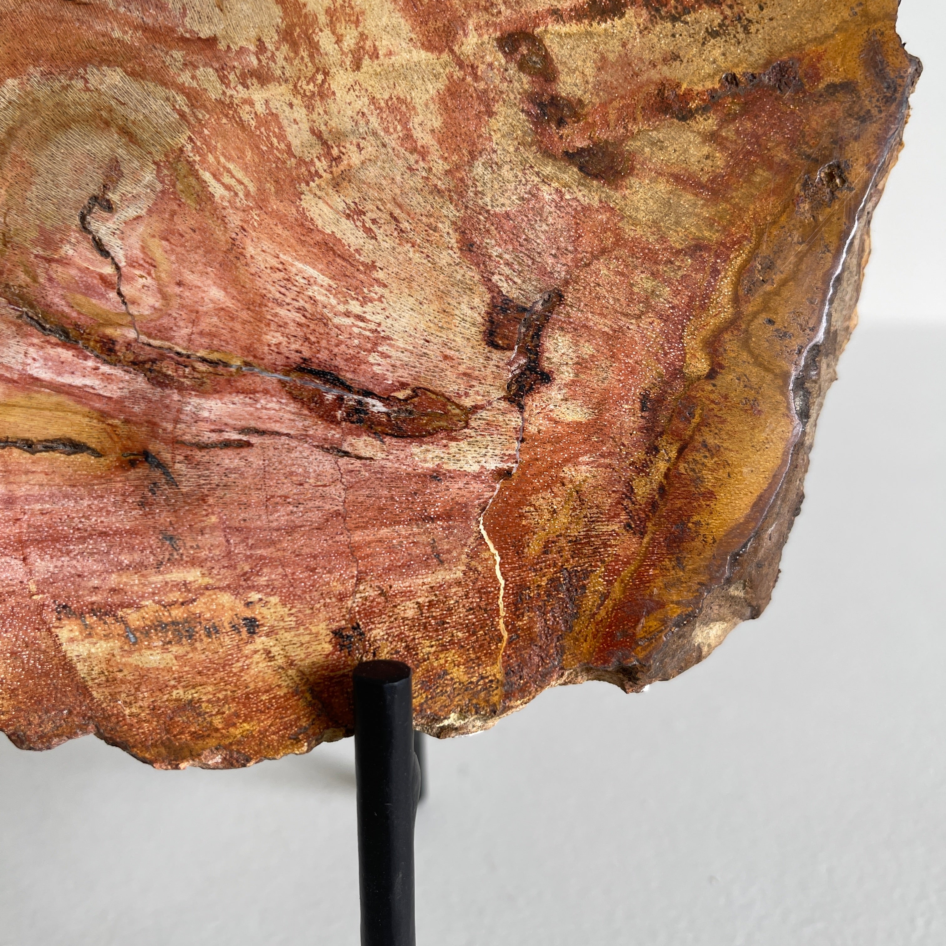 Beautiful Slice of Petrified Wood on stand PetW/091