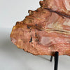 Beautiful Slice of Petrified Wood on stand PetW/091