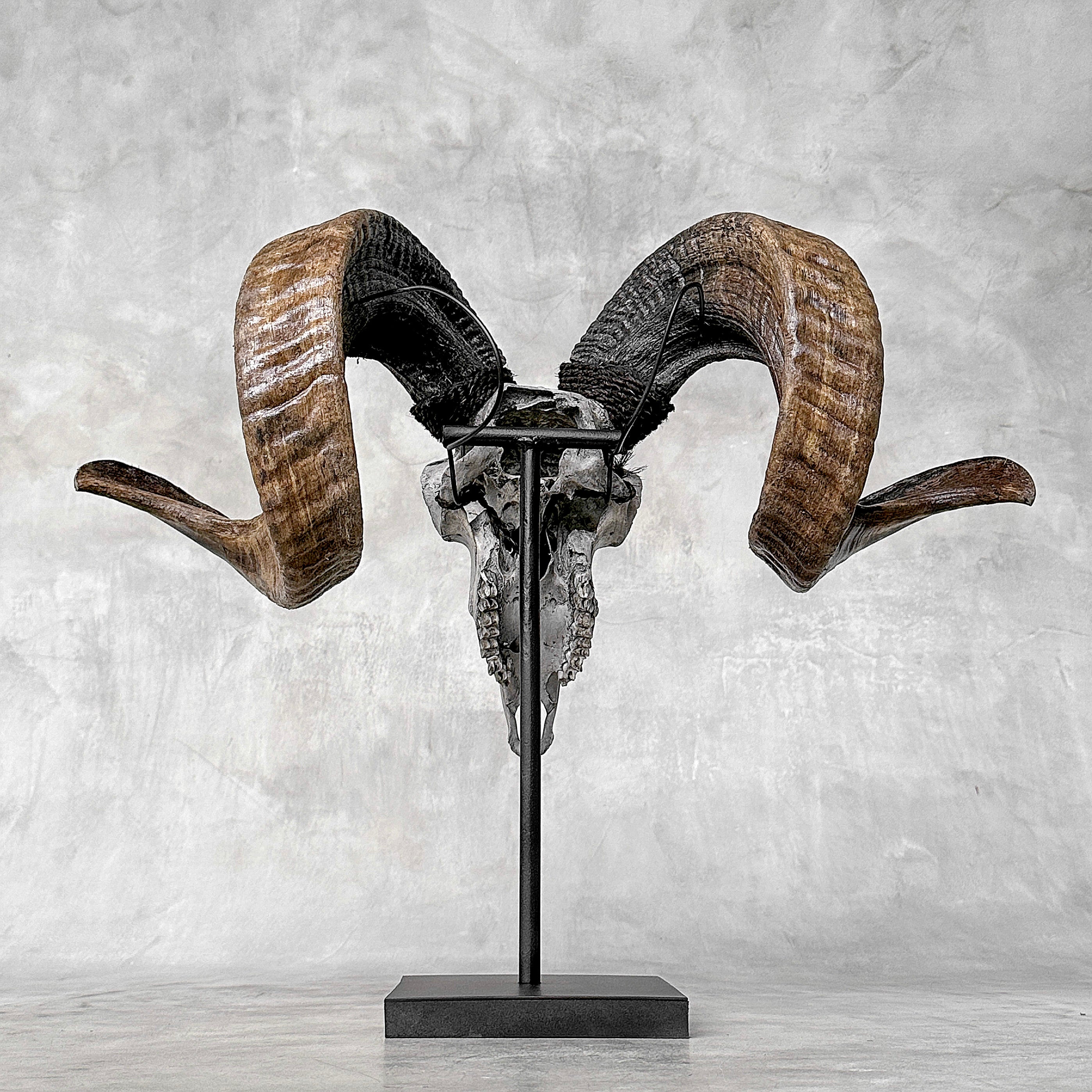 Carved Ram Skull with Flower Of life motif on stand - Skull,A/158