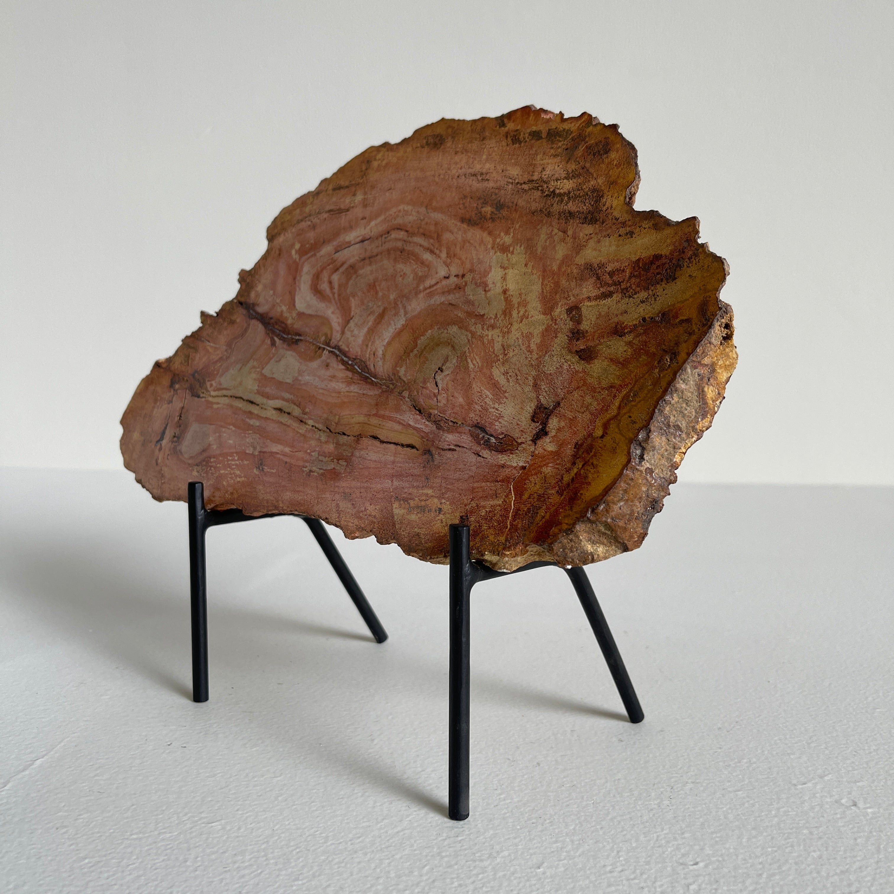 Beautiful Slice of Petrified Wood on stand PetW/091