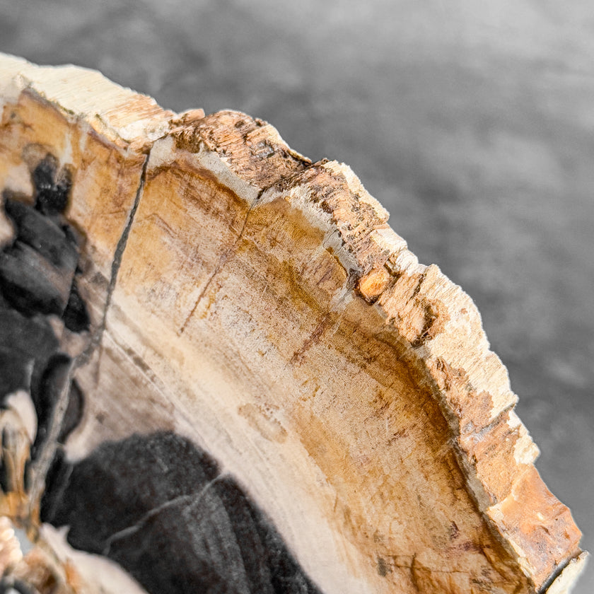 Stunning Petrified Wood Slice on Stand | PetW,A/002