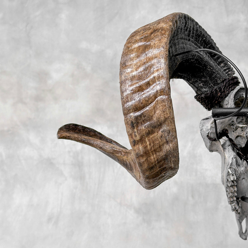 Carved Ram Skull with Flower Of life motif on stand - Skull,A/158