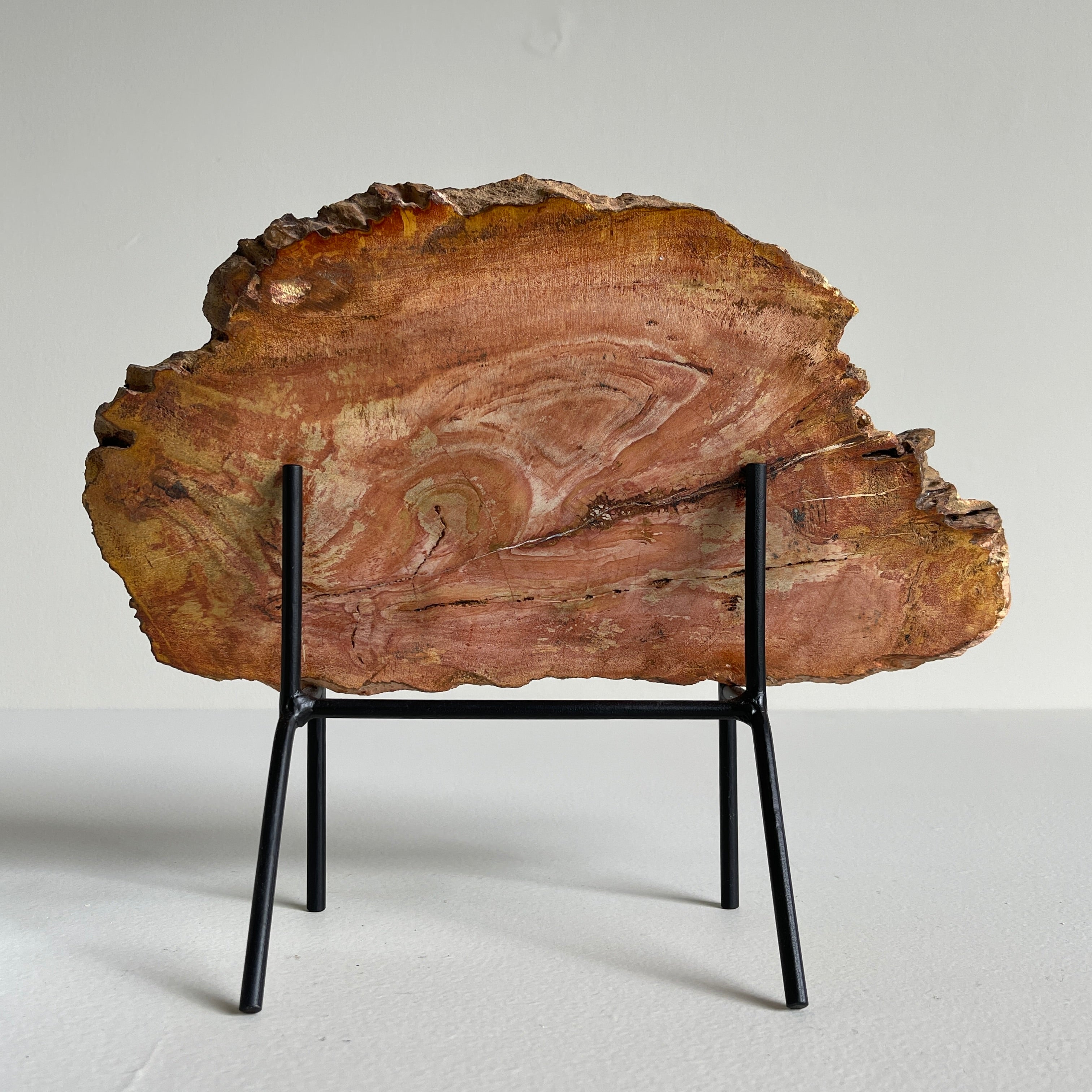 Beautiful Slice of Petrified Wood on stand PetW/091