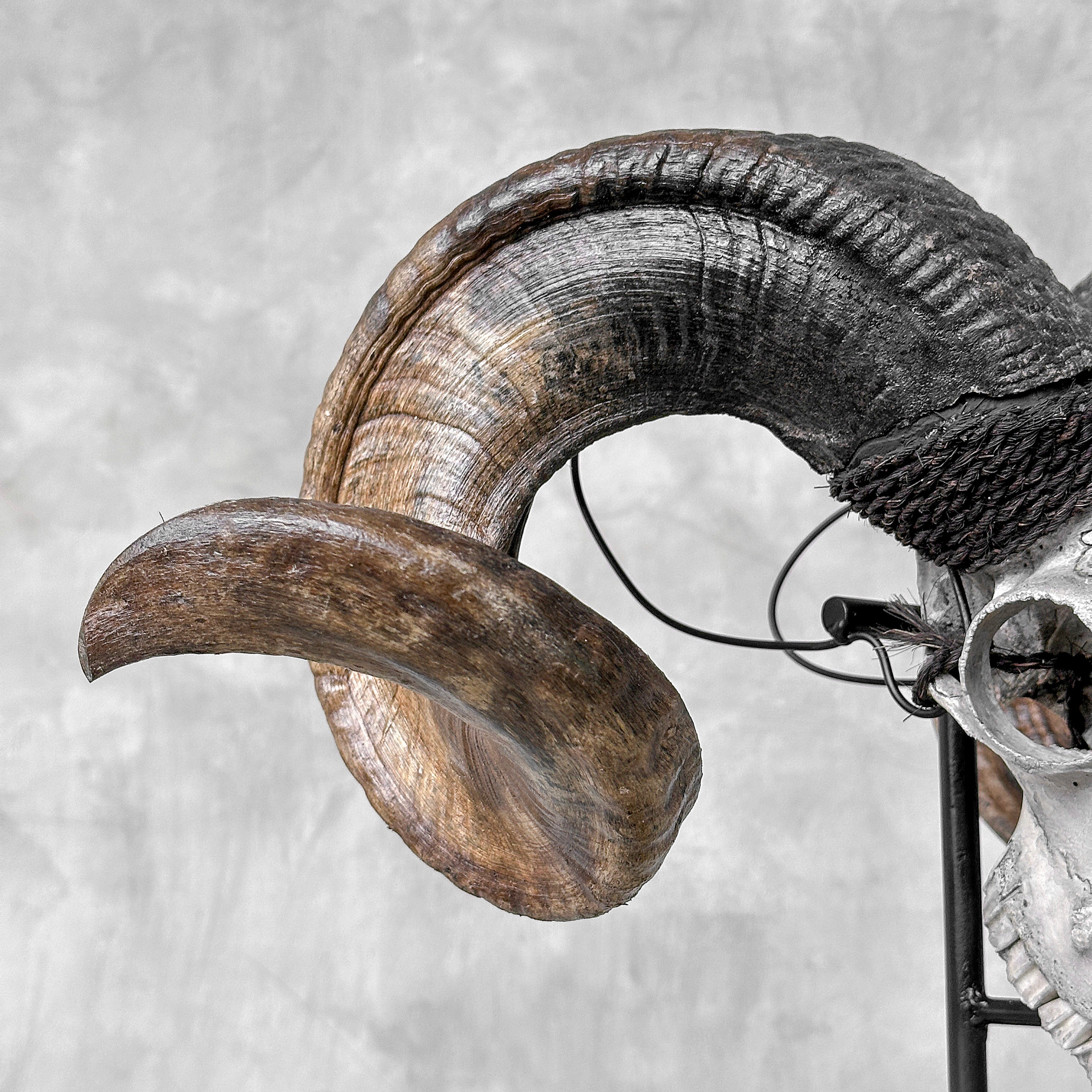 Carved Ram Skull with Flower Of life motif on stand - Skull,A/158