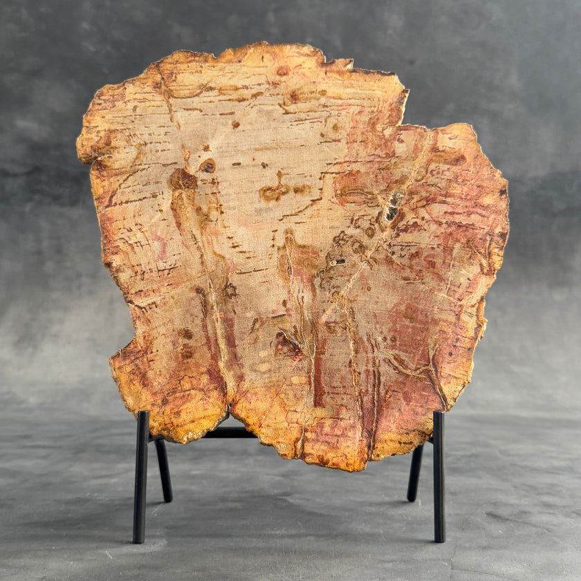 Stunning Petrified Wood Slice on Stand | PetW,A/006