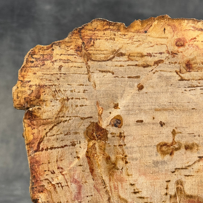 Stunning Petrified Wood Slice on Stand | PetW,A/006