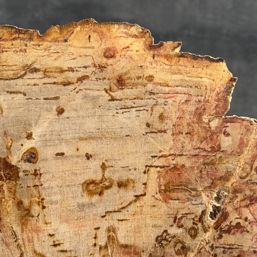 Stunning Petrified Wood Slice on Stand | PetW,A/006