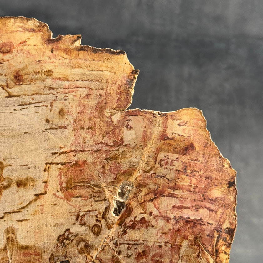 Stunning Petrified Wood Slice on Stand | PetW,A/006
