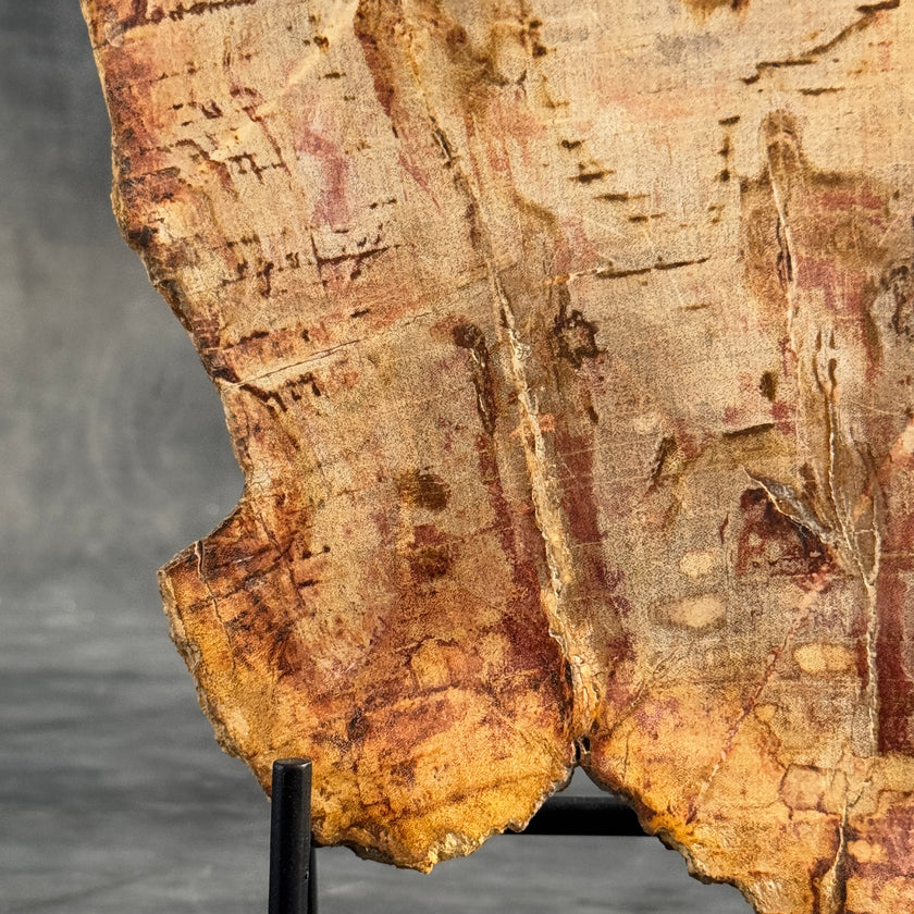 Stunning Petrified Wood Slice on Stand | PetW,A/006