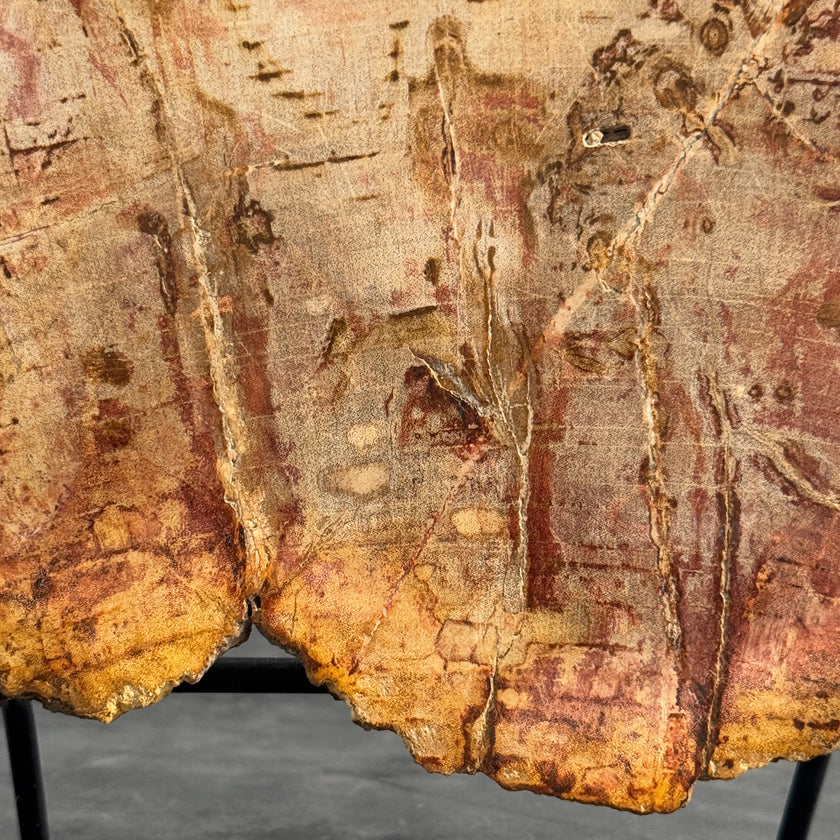 Stunning Petrified Wood Slice on Stand | PetW,A/006