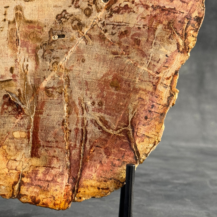 Stunning Petrified Wood Slice on Stand | PetW,A/006