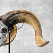 Carved Ram Skull with Tradbal motif on stand - Skull,A/159