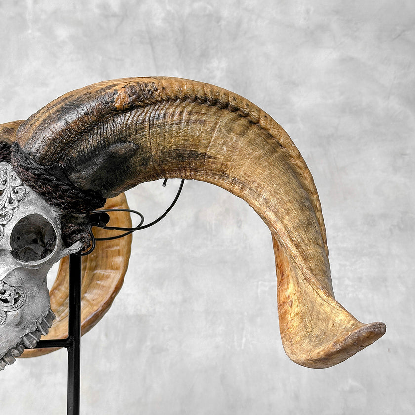Carved Ram Skull with Tradbal motif on stand - Skull,A/159
