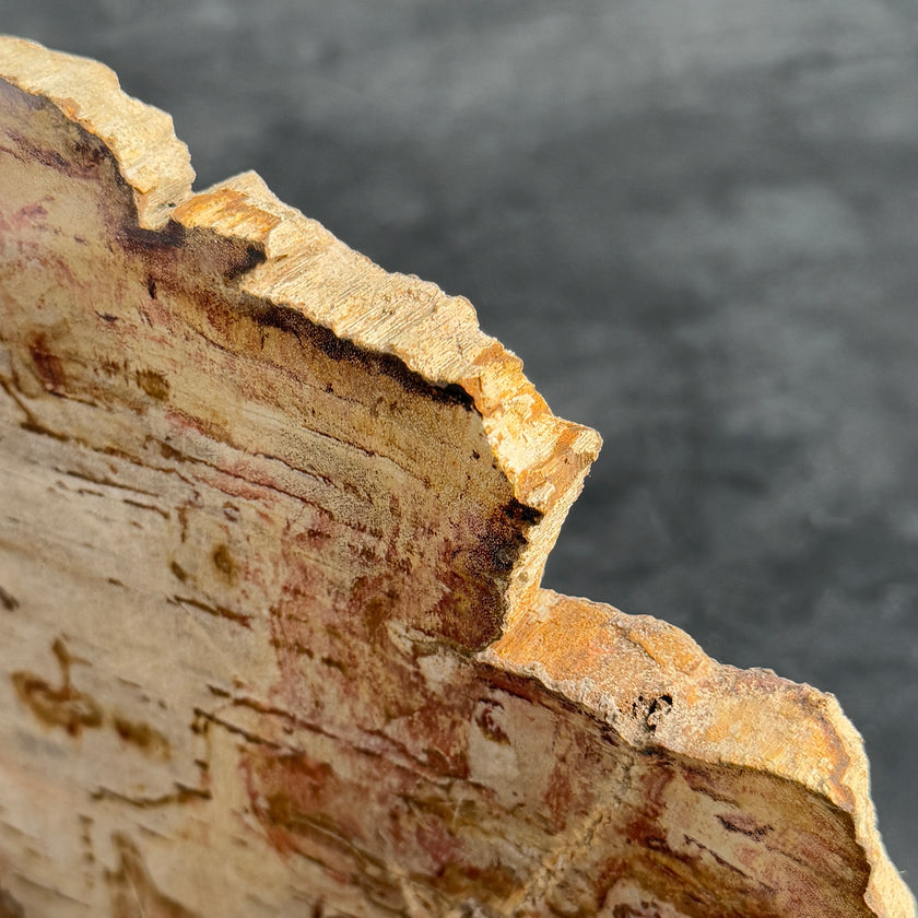 Stunning Petrified Wood Slice on Stand | PetW,A/006