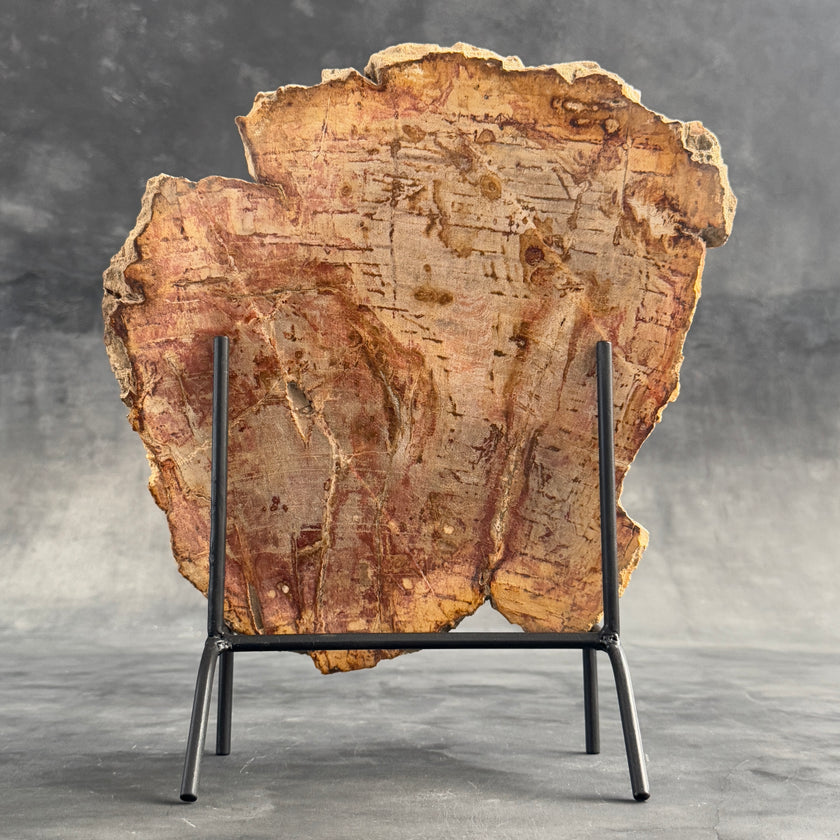 Stunning Petrified Wood Slice on Stand | PetW,A/006
