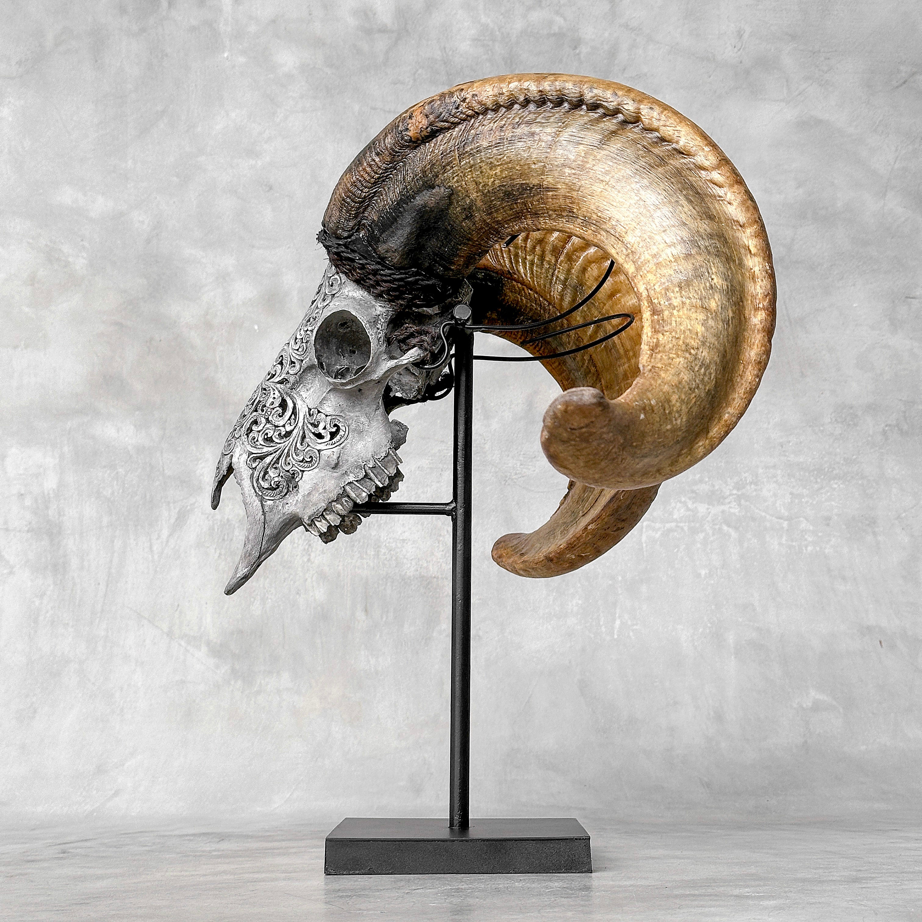 Carved Ram Skull with Tradbal motif on stand - Skull,A/159