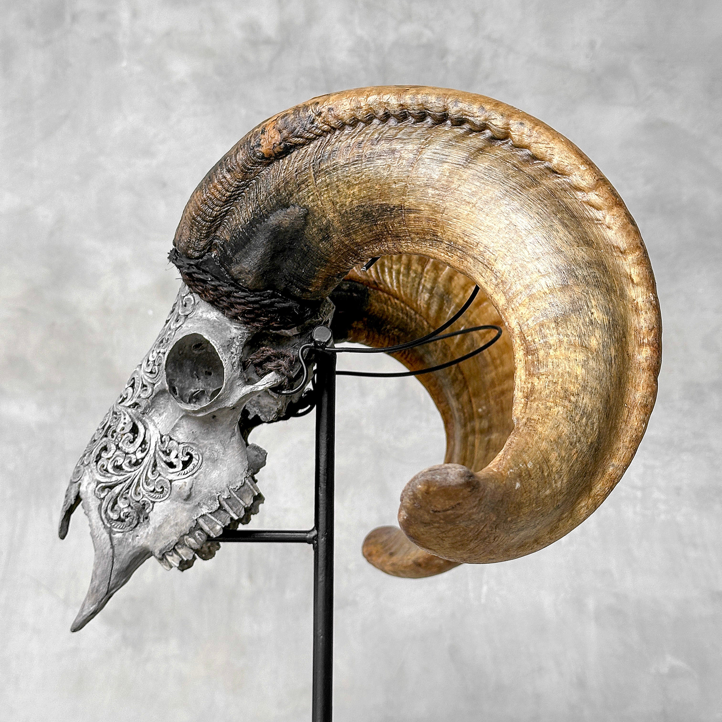 Carved Ram Skull with Tradbal motif on stand - Skull,A/159
