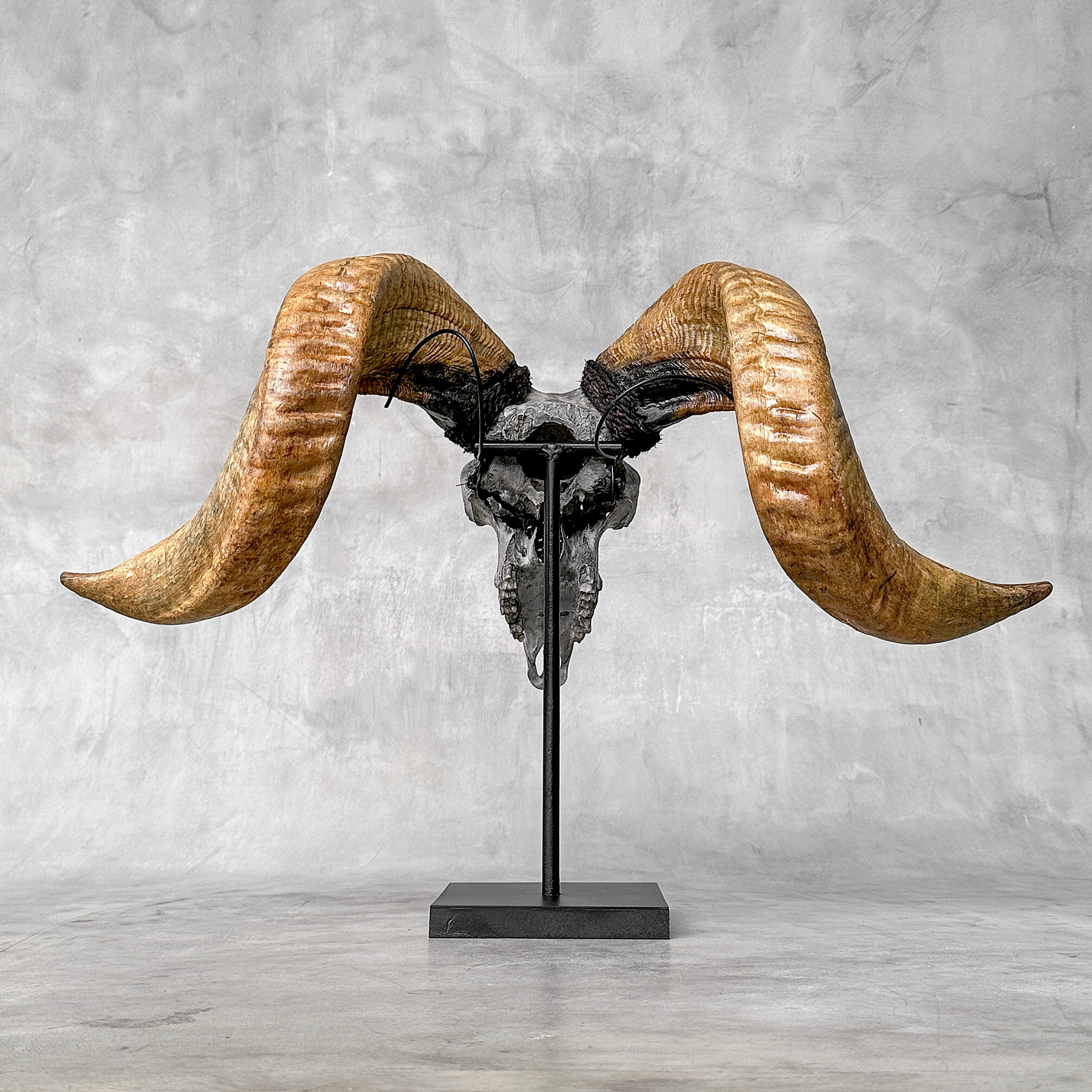 Carved Ram Skull with Tradbal motif on stand - Skull,A/159
