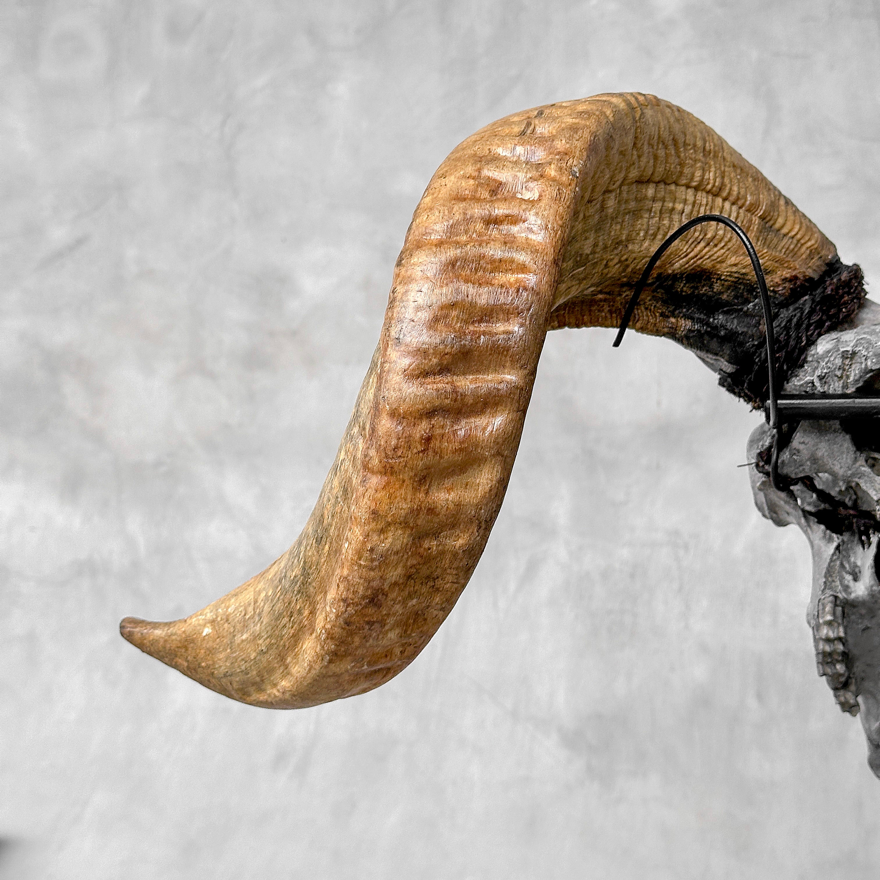 Carved Ram Skull with Tradbal motif on stand - Skull,A/159