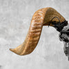Carved Ram Skull with Tradbal motif on stand - Skull,A/159