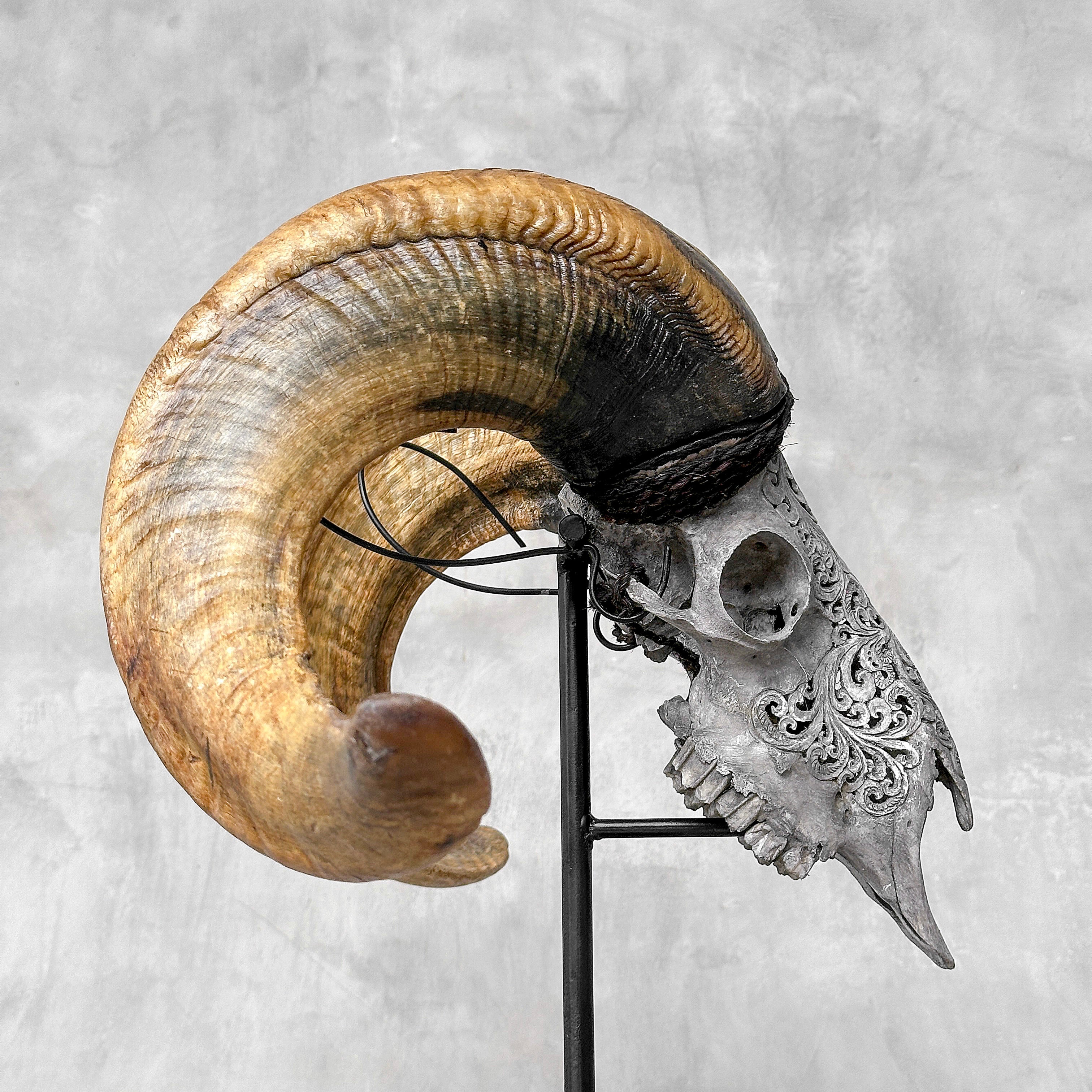 Carved Ram Skull with Tradbal motif on stand - Skull,A/159