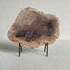 Beautiful Slice of Petrified Wood on stand PetW/042