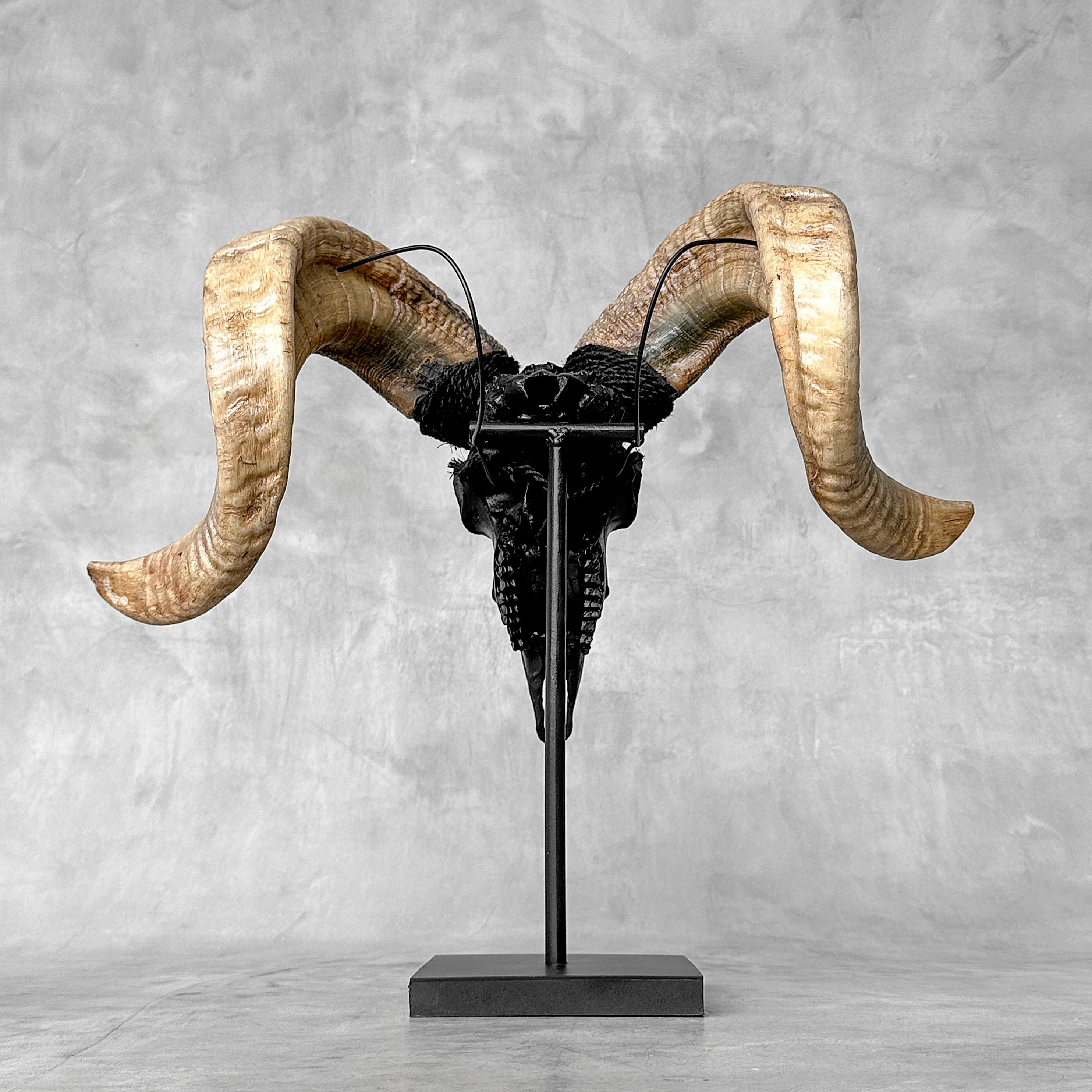 Carved Ram Skull with Tradbal motif on stand - Skull,A/157