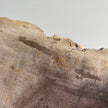 Beautiful Slice of Petrified Wood on stand PetW/042