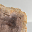 Beautiful Slice of Petrified Wood on stand PetW/042