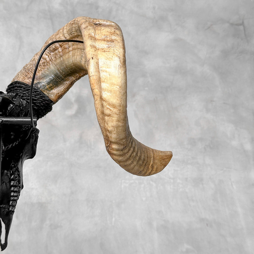 Carved Ram Skull with Tradbal motif on stand - Skull,A/157