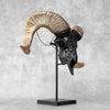 Carved Ram Skull with Tradbal motif on stand - Skull,A/157