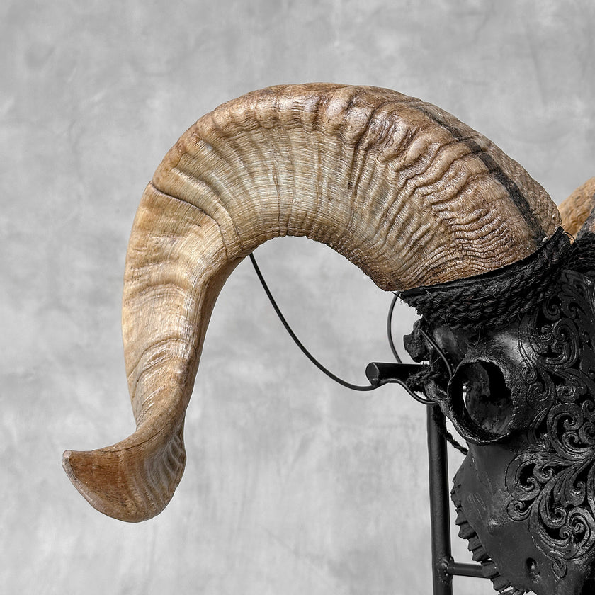 Carved Ram Skull with Tradbal motif on stand - Skull,A/157
