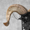 Carved Ram Skull with Tradbal motif on stand - Skull,A/157