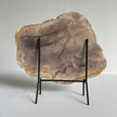 Beautiful Slice of Petrified Wood on stand PetW/042