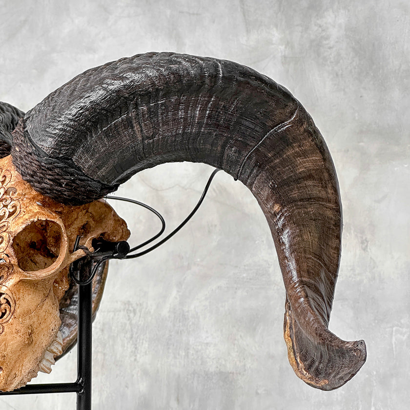 Carved Ram Skull with Big Lotus motif on stand - Skull,A/161