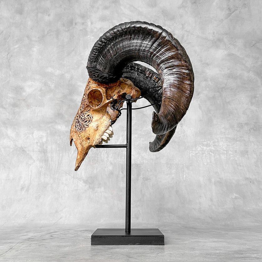 Carved Ram Skull with Big Lotus motif on stand - Skull,A/161