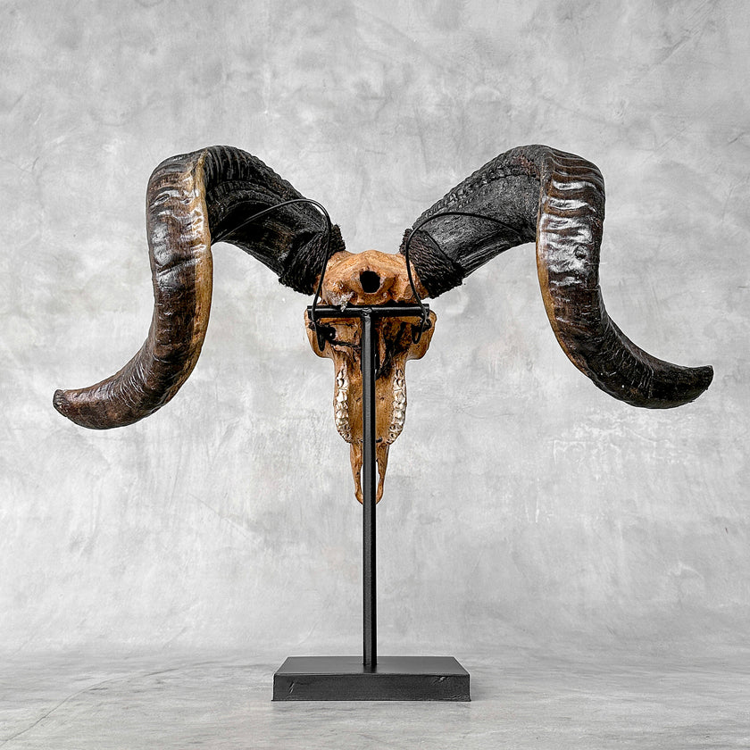 Carved Ram Skull with Big Lotus motif on stand - Skull,A/161
