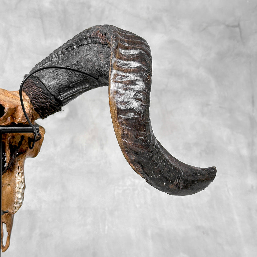 Carved Ram Skull with Big Lotus motif on stand - Skull,A/161