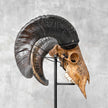 Carved Ram Skull with Big Lotus motif on stand - Skull,A/161