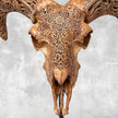 Brown Ram Skull Carved Horns with Star Mandala motif on stand - Skull,A/166