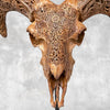 Brown Ram Skull Carved Horns with Star Mandala motif on stand - Skull,A/166