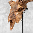 Brown Ram Skull Carved Horns with Star Mandala motif on stand - Skull,A/166
