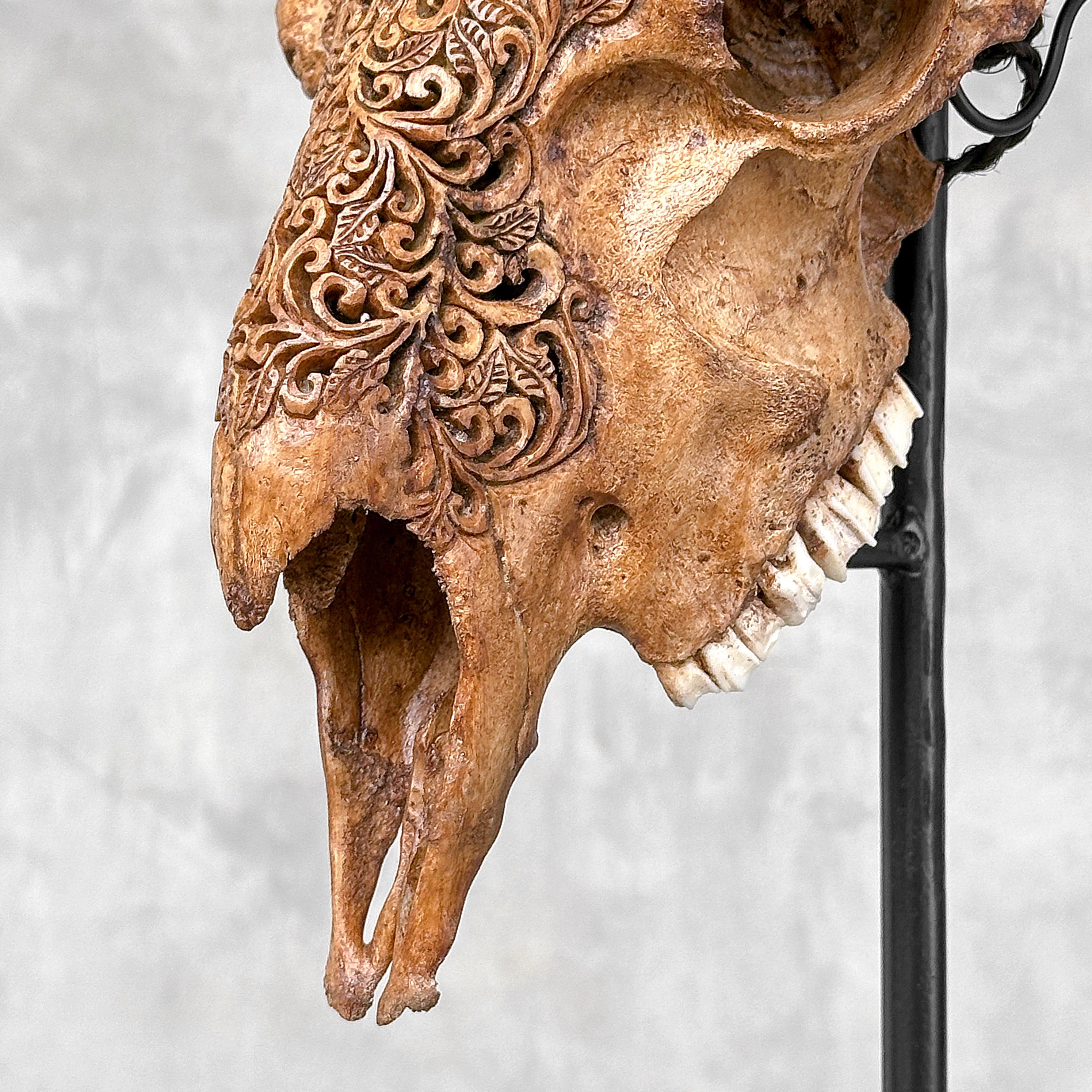 Brown Ram Skull Carved Horns with Star Mandala motif on stand - Skull,A/166