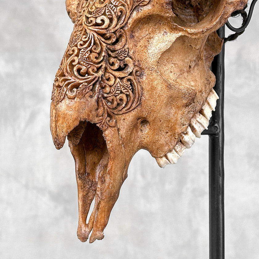 Brown Ram Skull Carved Horns with Star Mandala motif on stand - Skull,A/166
