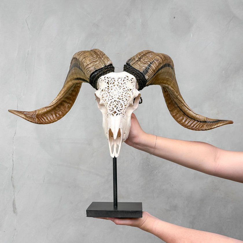 Carved Ram Skull with Traditional Balinese Motif - White Wall Art Decor for Boho, Rustic & Eclectic Interiors