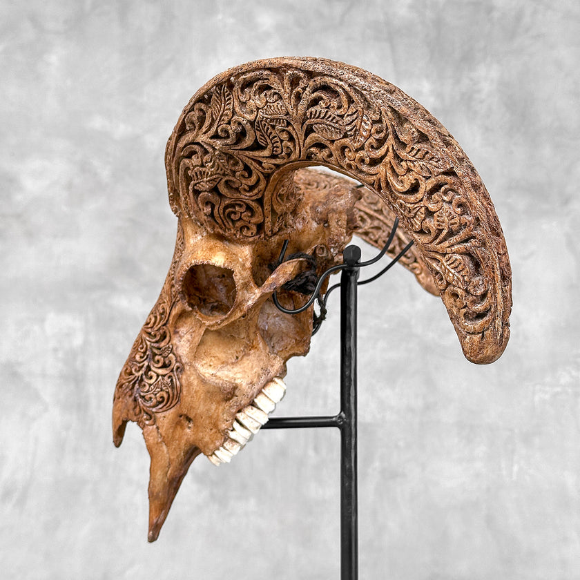 Brown Ram Skull Carved Horns with Star Mandala motif on stand - Skull,A/166