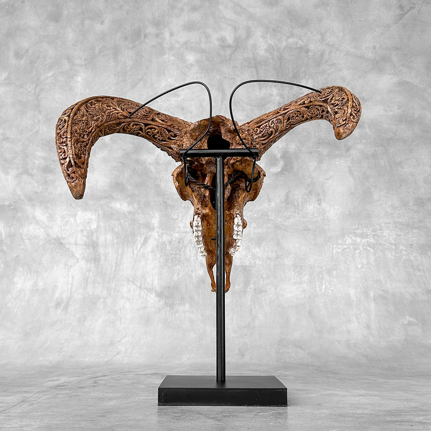 Brown Ram Skull Carved Horns with Star Mandala motif on stand - Skull,A/166