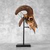 Brown Ram Skull Carved Horns with Star Mandala motif on stand - Skull,A/166
