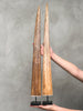 Pair of Natural Tusks on Stand – Tribal Bone Sculpture, Rustic Decor, Organic AccentTusk,A/044